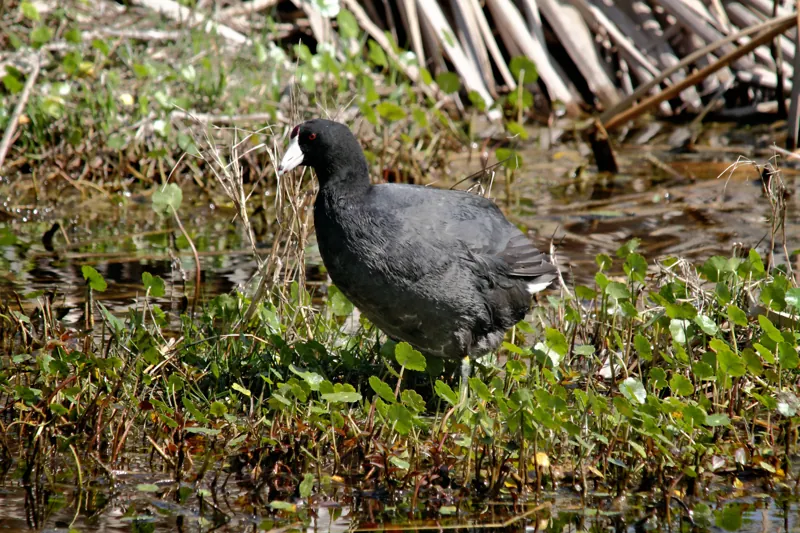 American Coot, shown as a species reference photograph.