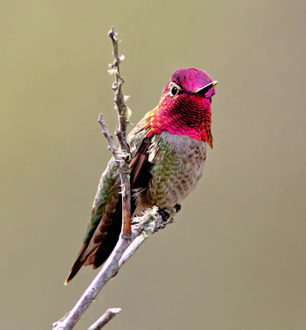 Anna's Hummingbird, shown as a species reference photograph.