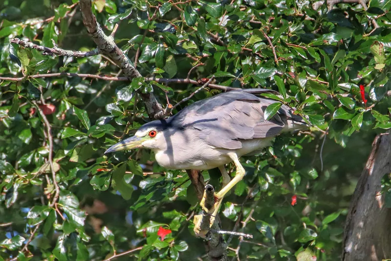 Black-crowned Night Heron, shown as a species reference photograph.