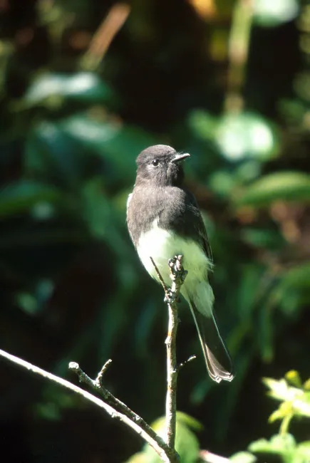 Black Phoebe, shown as a species reference photograph.