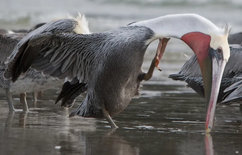 Brown Pelican, shown as a species reference photograph.