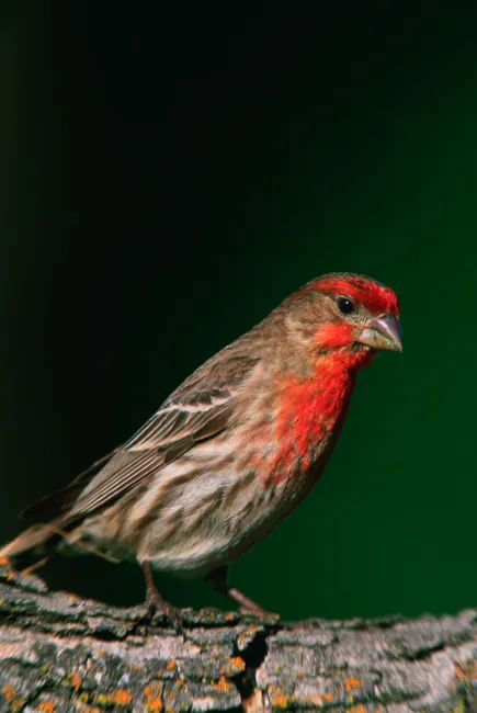 House Finch, shown as a species reference photograph.