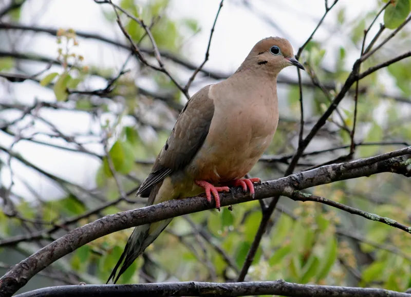 Mourning Dove, shown as a species reference photograph.