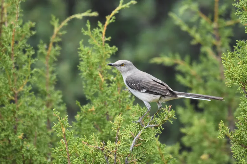 Northern Mockingbird, shown as a species reference photograph.