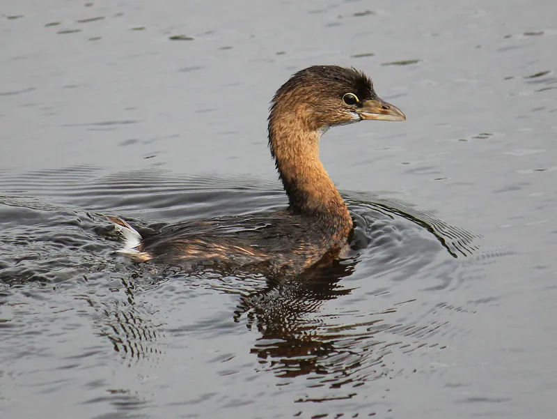 Pied-billed Grebe, shown as a species reference photograph.