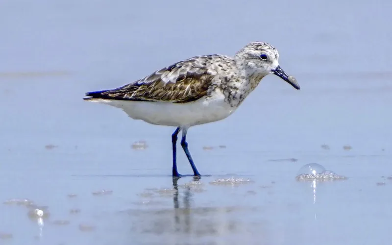 Sanderling, shown as a species reference photograph.