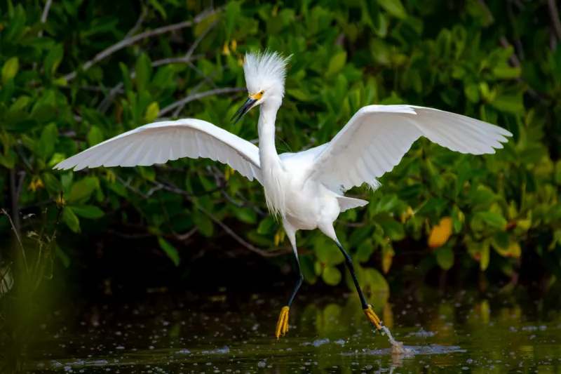 Snowy Egret, shown as a species reference photograph.