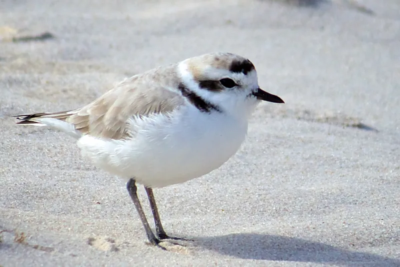 Snowy Plover, shown as a species reference photograph.
