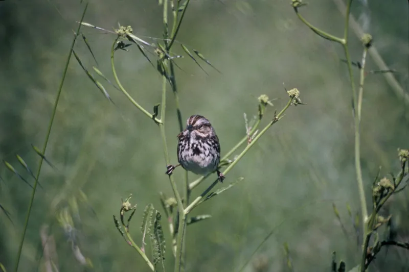 Song Sparrow, shown as a species reference photograph.
