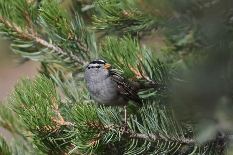 White-crowned Sparrow, shown as a species reference photograph.