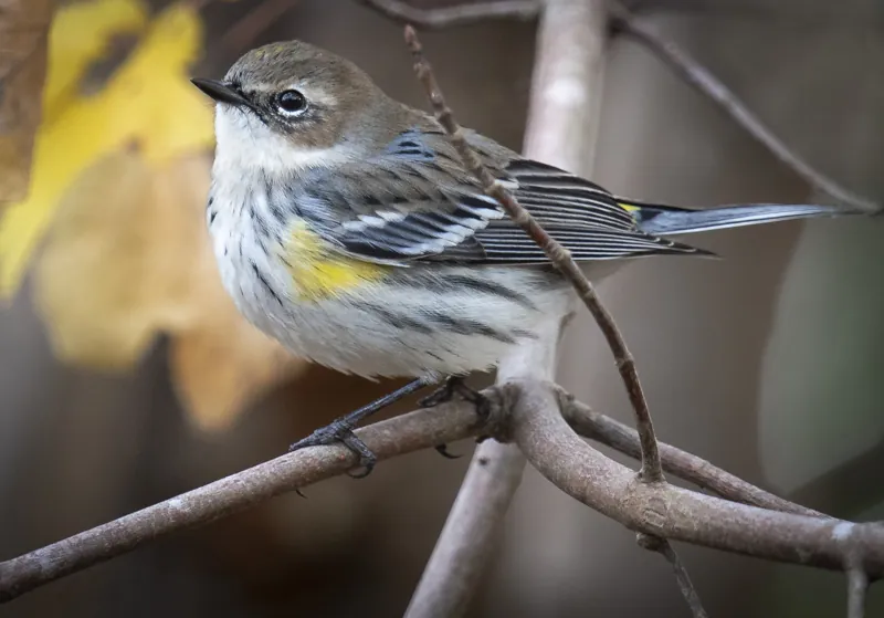 Yellow-rumped Warbler, shown as a species reference photograph.